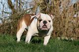 BULLDOG ANGLAIS 141